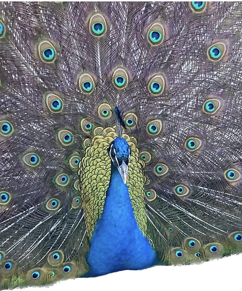 mk peacock.part